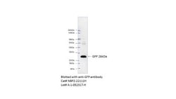 GFP Antibody (4B10B2) - BSA Free, Novus Biologicals 0.1 mL | Buy Online | Novus Biologicals | Fisher Scientific